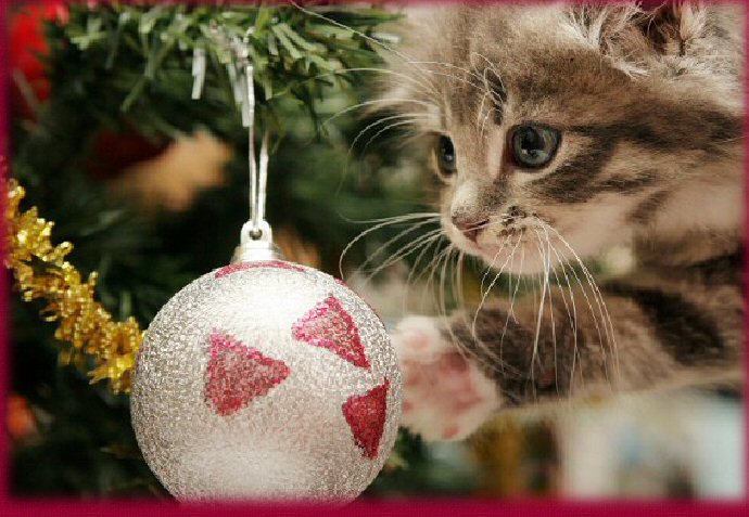 Kitten first Christmas