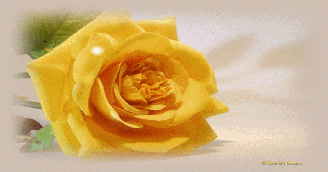A Rose Once Grew