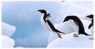Amazing Flying Penguins
