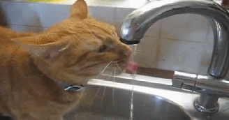 Animals Singing Deck the Halls (Video)