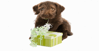 Happy Birthday (Arf Arf Bow Wow)