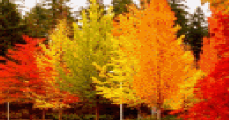 Autumn Wishes
