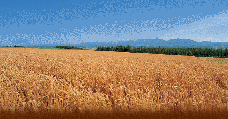 Fields of Blessings
