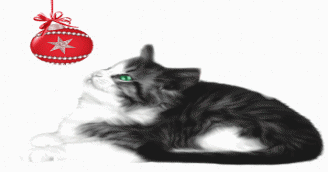 How to Wrap a Cat