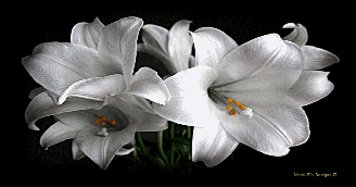 Lilies of the field