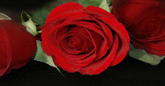 Roses Bloom