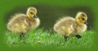 Step into Spring