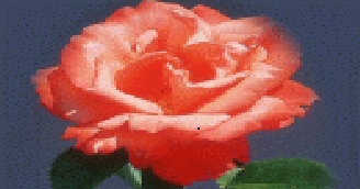 Unfolding the Rose