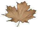 Autumn Cards