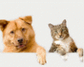 Cats and Dogs Cards