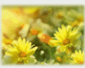 Friendship Cards
