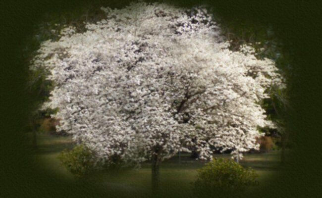 Legend Of The Dogwood Tree - 