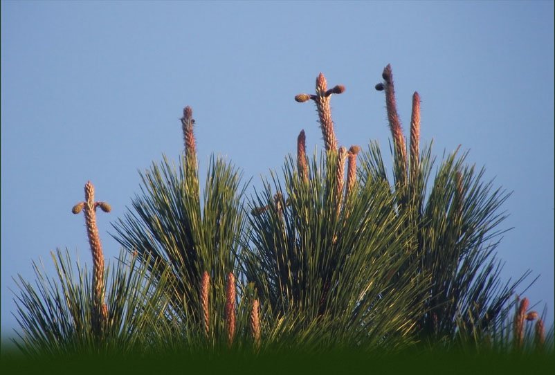 Pine Tree Crosses