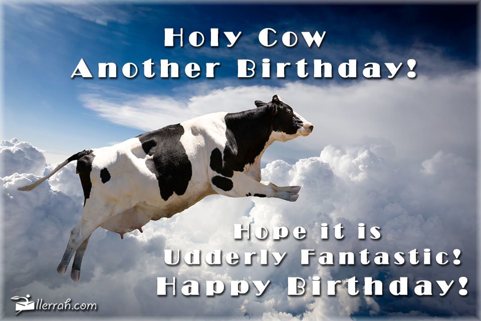 Holy Cow Another Birthday!